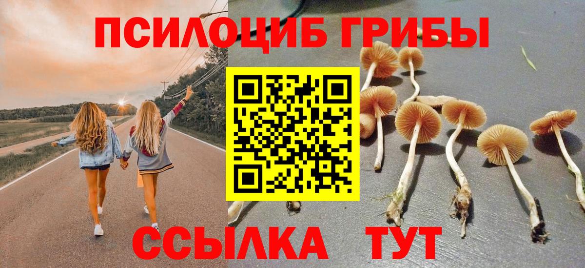 Галлюциногенные грибы Psilocybe Хасавюрт